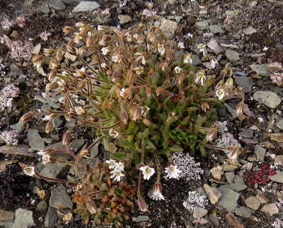 Изображение особи Cerastium bialynickii.