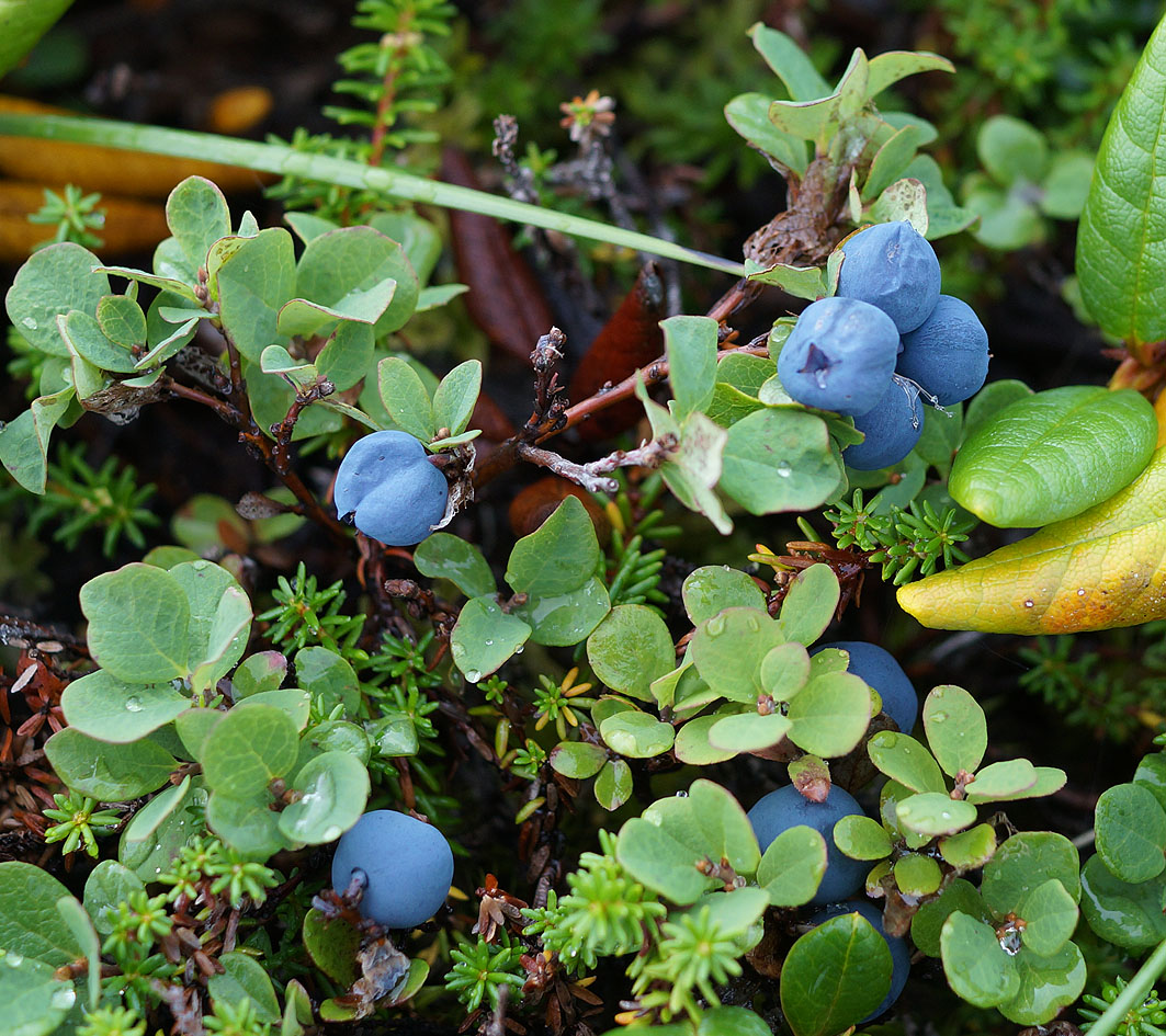 Image of Vaccinium vulcanorum specimen.