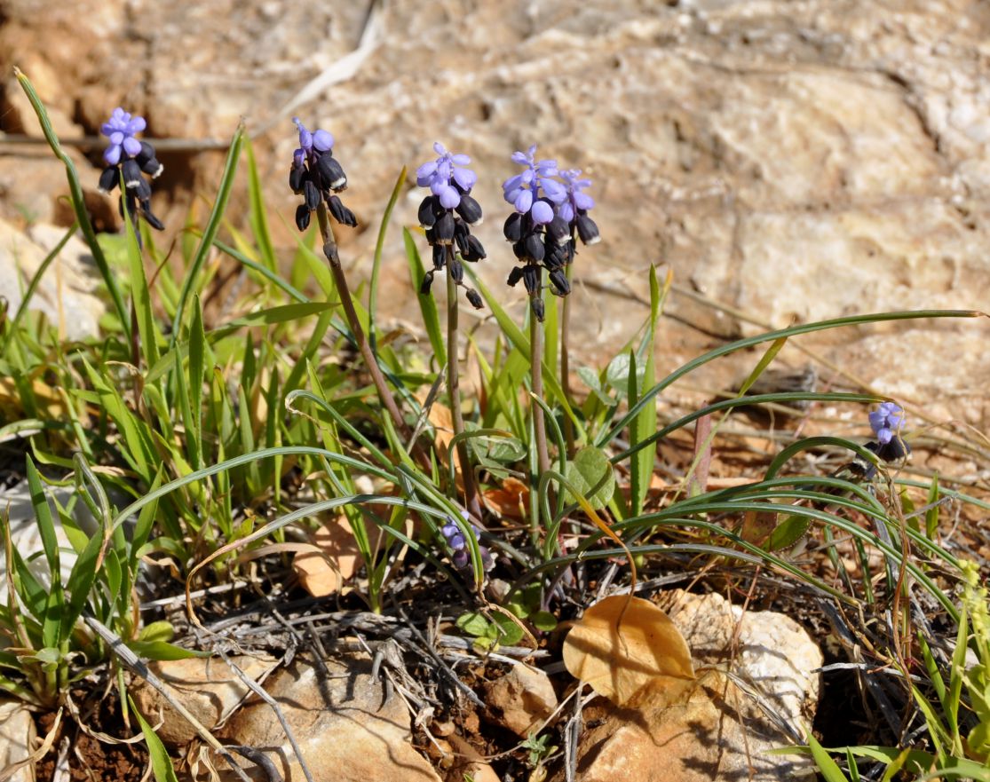 Image of Muscari pulchellum specimen.