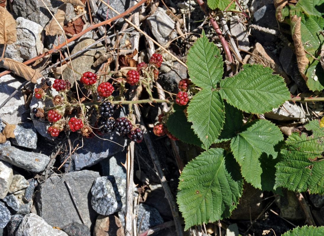 Изображение особи Rubus sanctus.