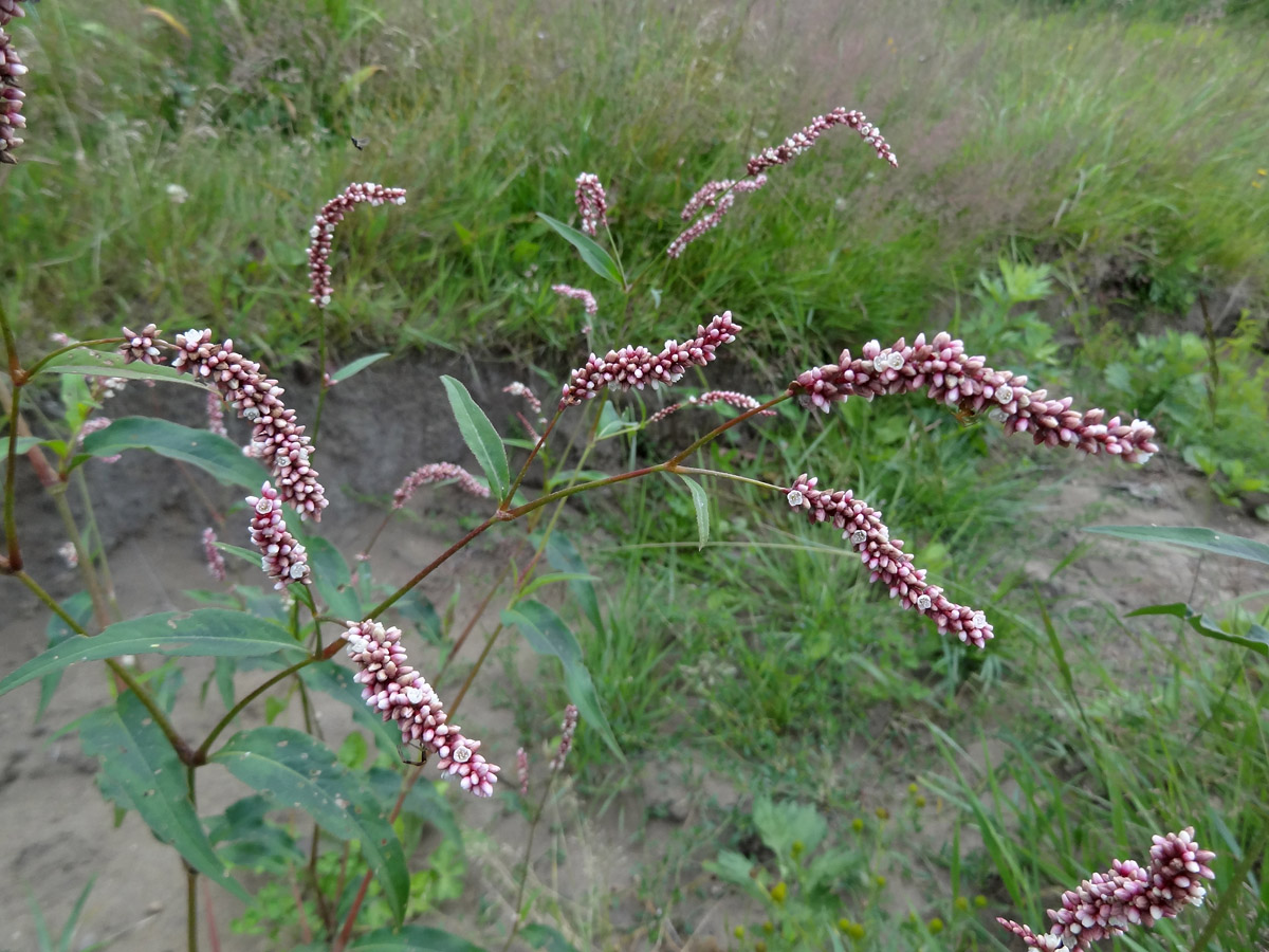 Изображение особи род Persicaria.