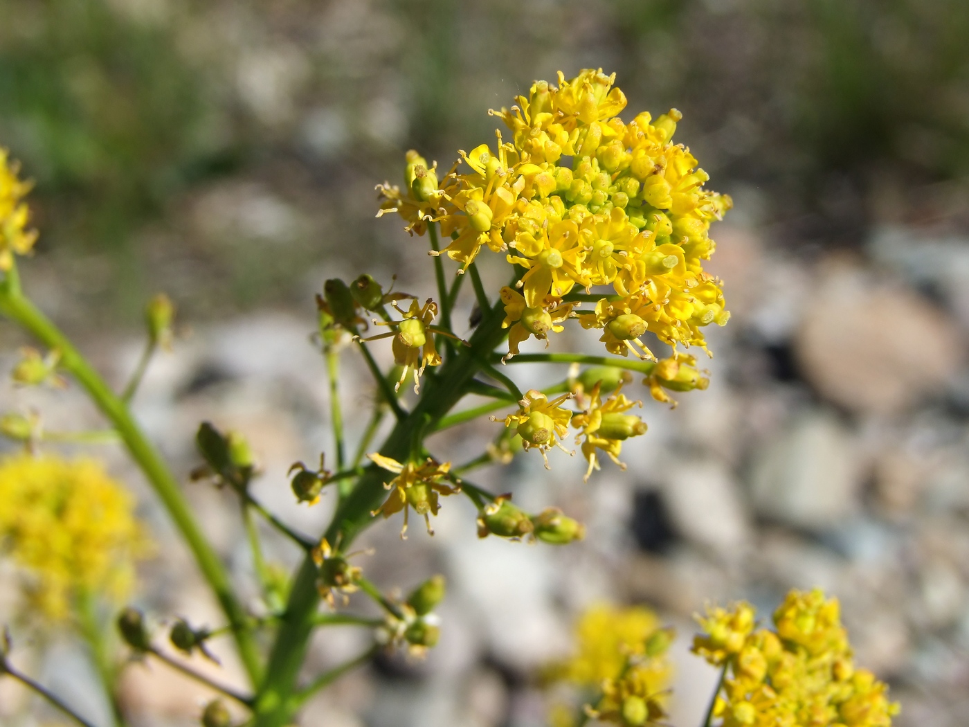 Image of Rorippa barbareifolia specimen.