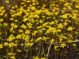 Ranunculus gmelinii. Верхушки цветущих и плодоносящих растений, погруженных в воду. Магаданская обл., Ольский р-н, окр. Ольского шоссе, заболоченный участок. 03.07.2013.