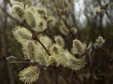 Salix lapponum