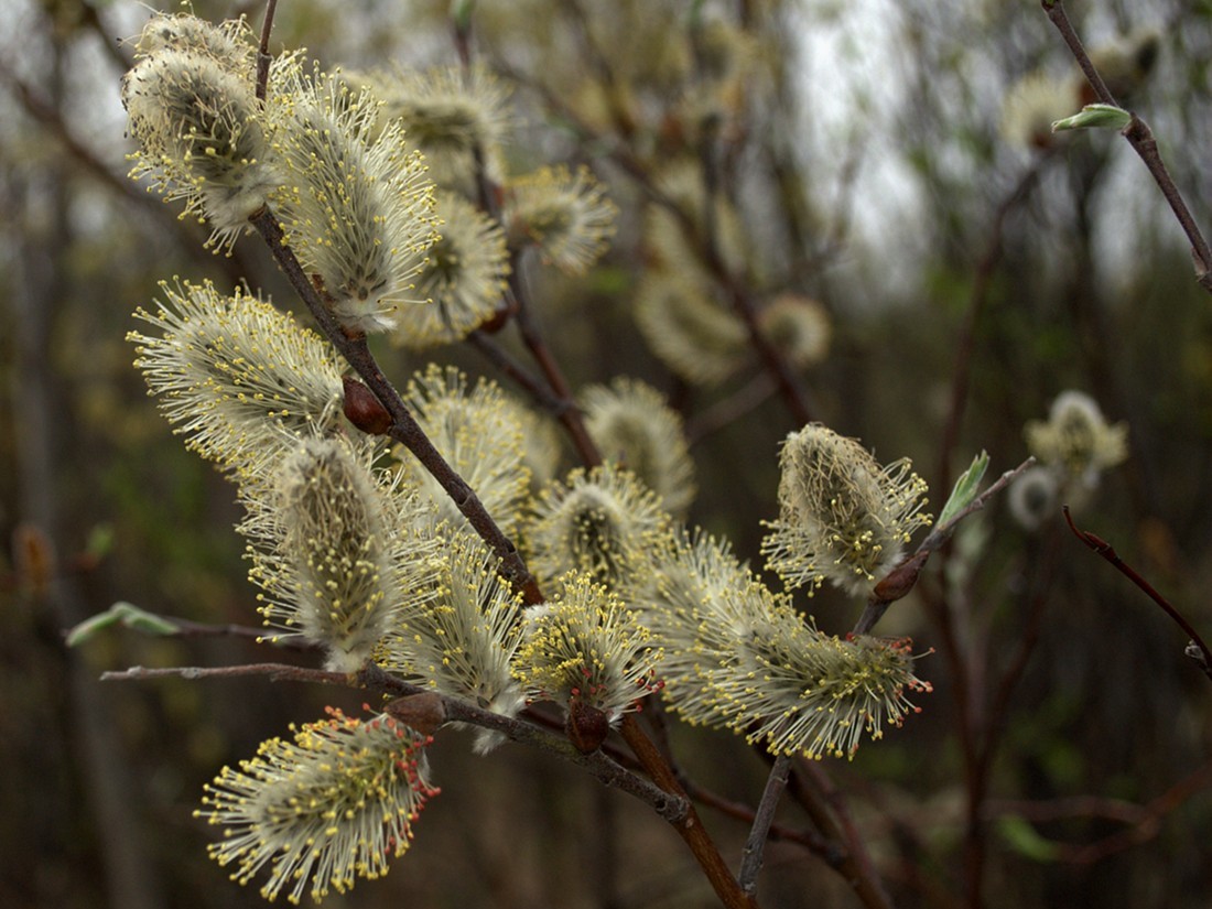 Image of Salix lapponum specimen.