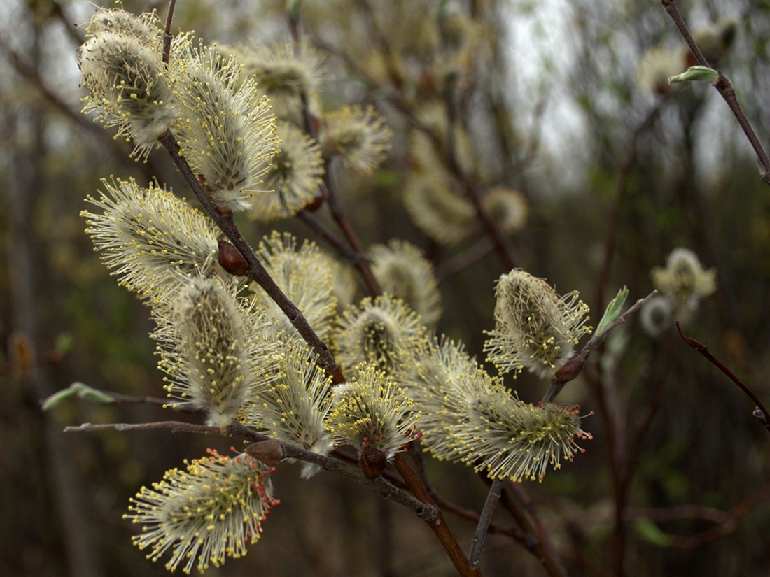 Изображение особи Salix lapponum.