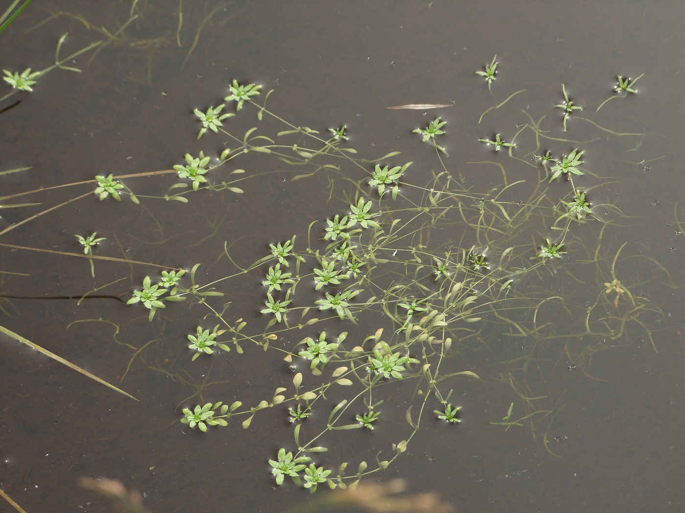 Image of Callitriche palustris specimen.