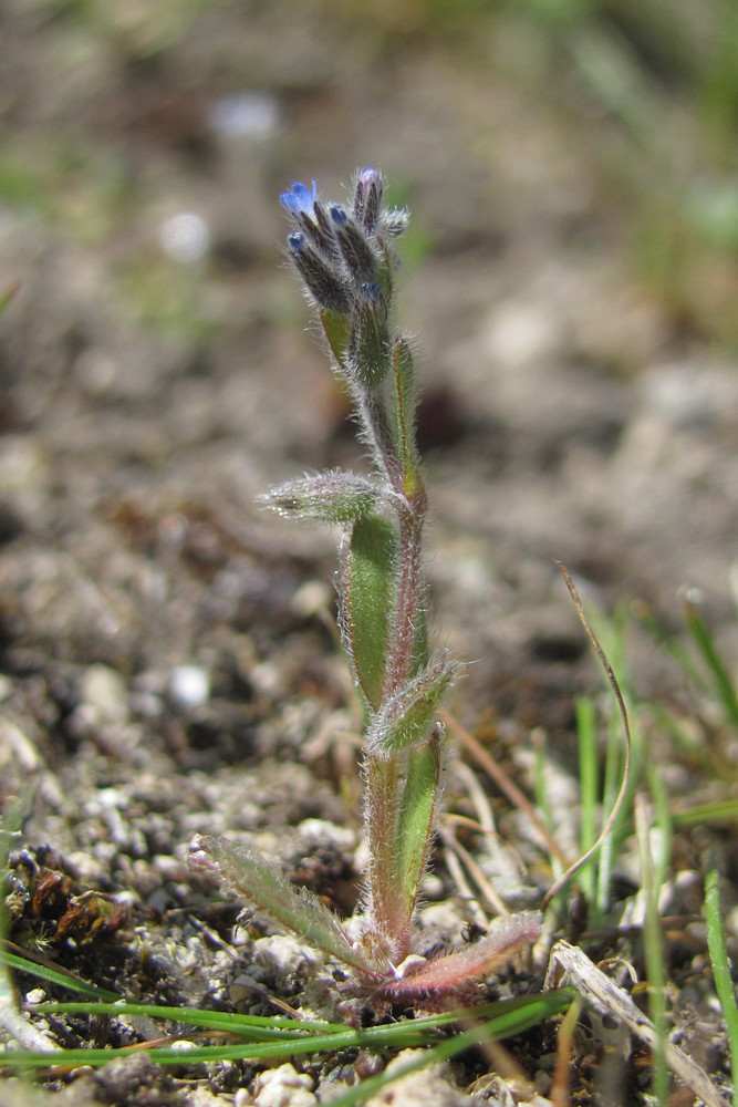 Изображение особи Myosotis refracta.