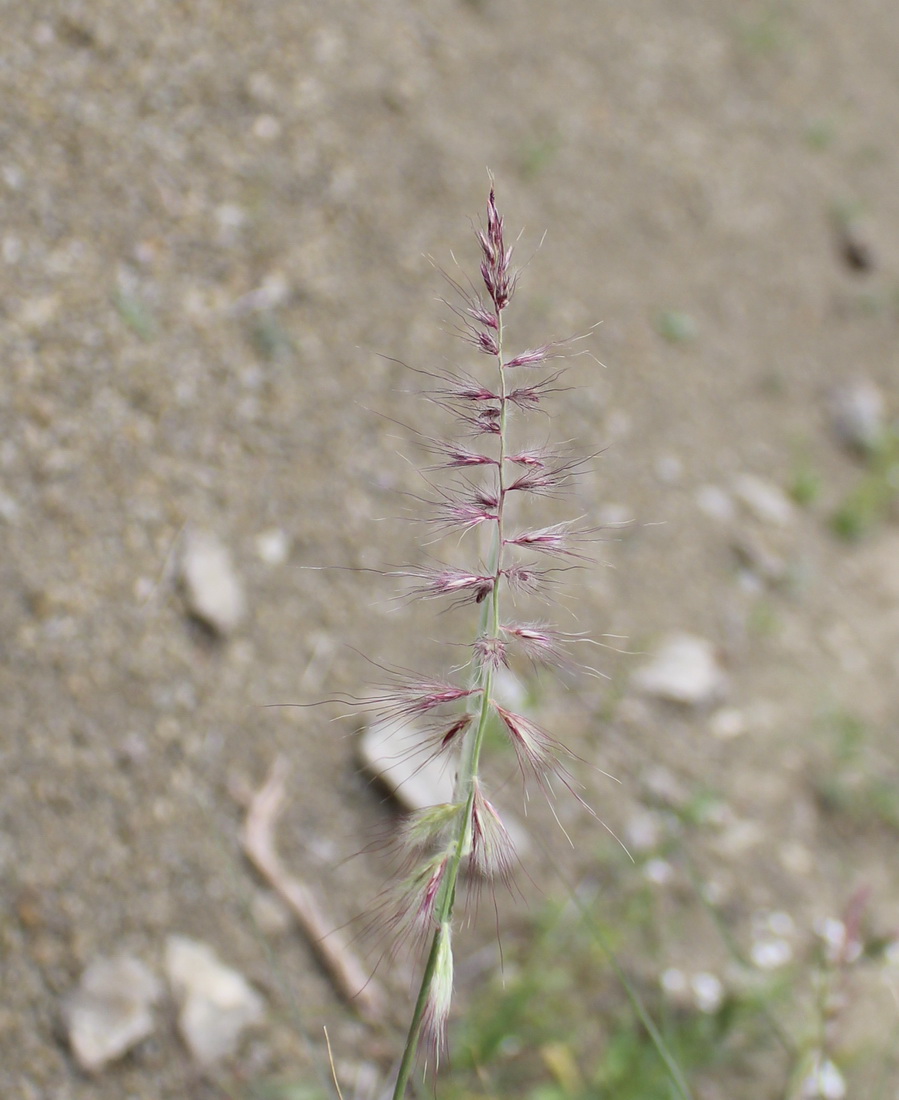 Image of Pennisetum orientale specimen.