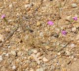 Dianthus diffusus