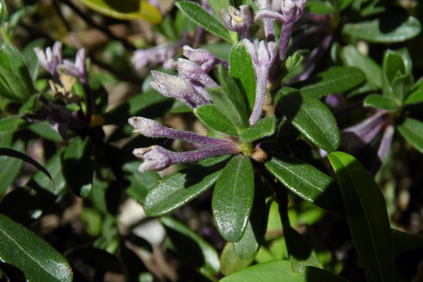 Изображение особи Daphne pseudosericea.