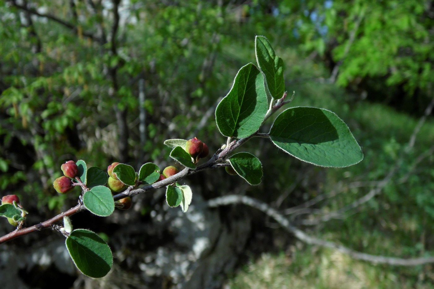 Изображение особи Cotoneaster integerrimus.