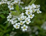 Spiraea &times; cinerea