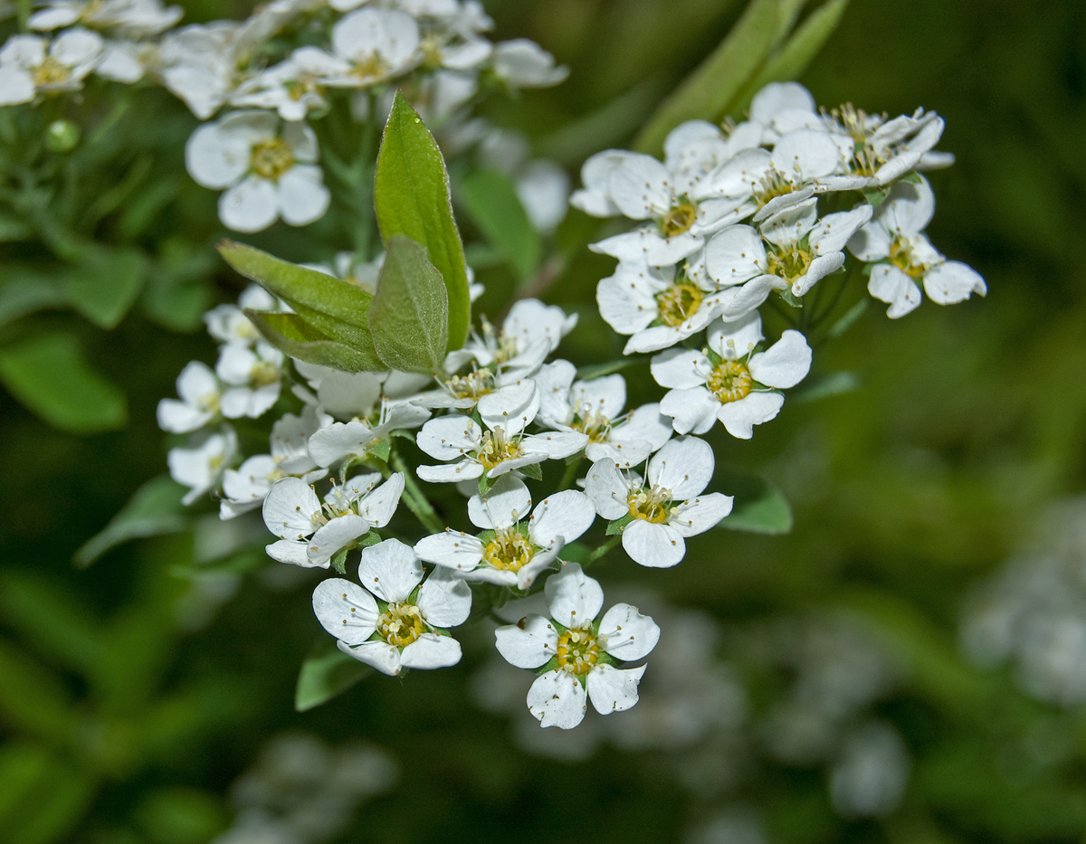 Изображение особи Spiraea &times; cinerea.