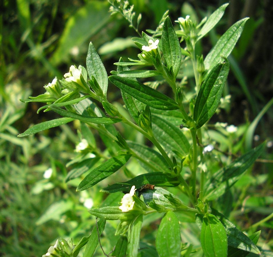 Изображение особи Lithospermum officinale.