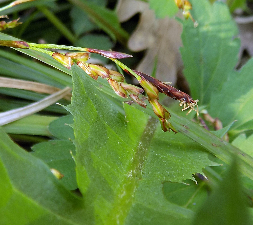 Изображение особи Carex digitata.