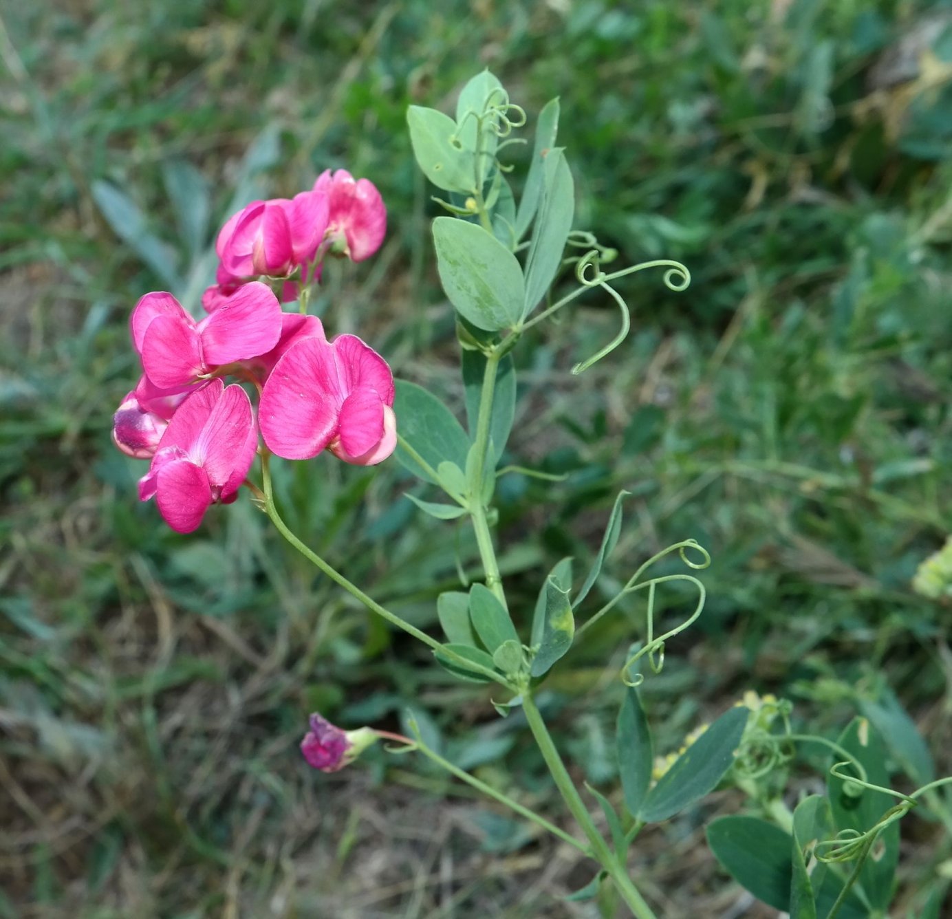 Изображение особи Lathyrus tuberosus.