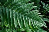 Dryopteris filix-mas. Верхушка вайи. Московская обл., Орехово-Зуевский р-н, долина р. Нерская, опушка сосново-лиственного леса. 14.06.2018.