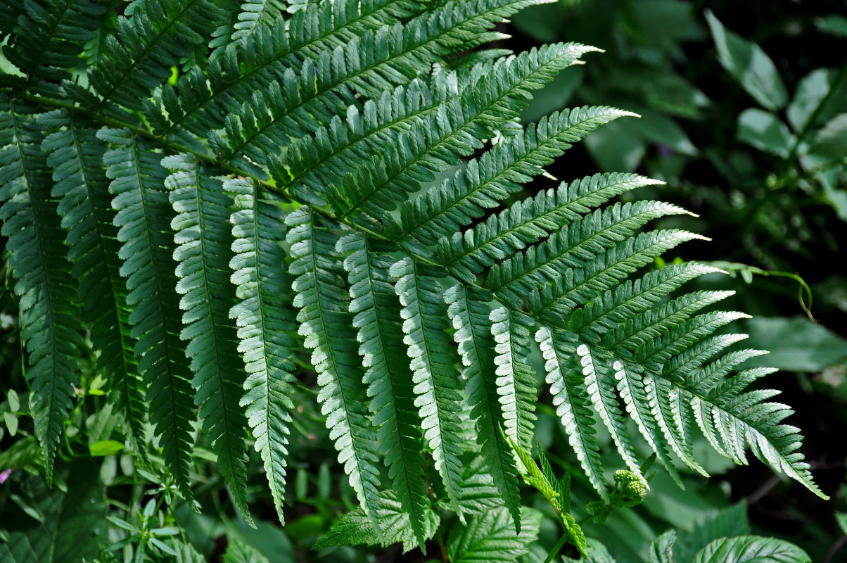 Image of Dryopteris filix-mas specimen.