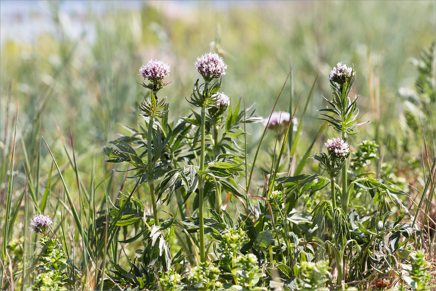 Image of Valeriana salina specimen.