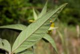 Lysimachia vulgaris