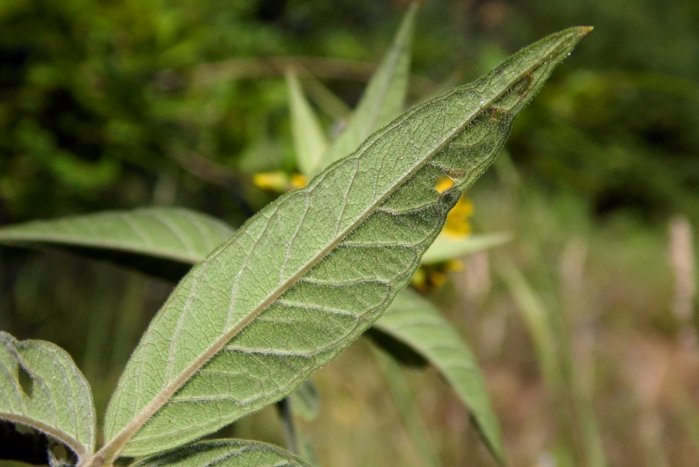 Image of Lysimachia vulgaris specimen.