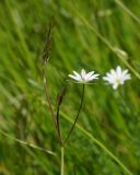 Stellaria graminea. Верхушка цветущего растения. Восточный Казахстан, г. Усть-Каменогорск, восточные окр., Лесхоз, склон сопки. 22.05.2018.