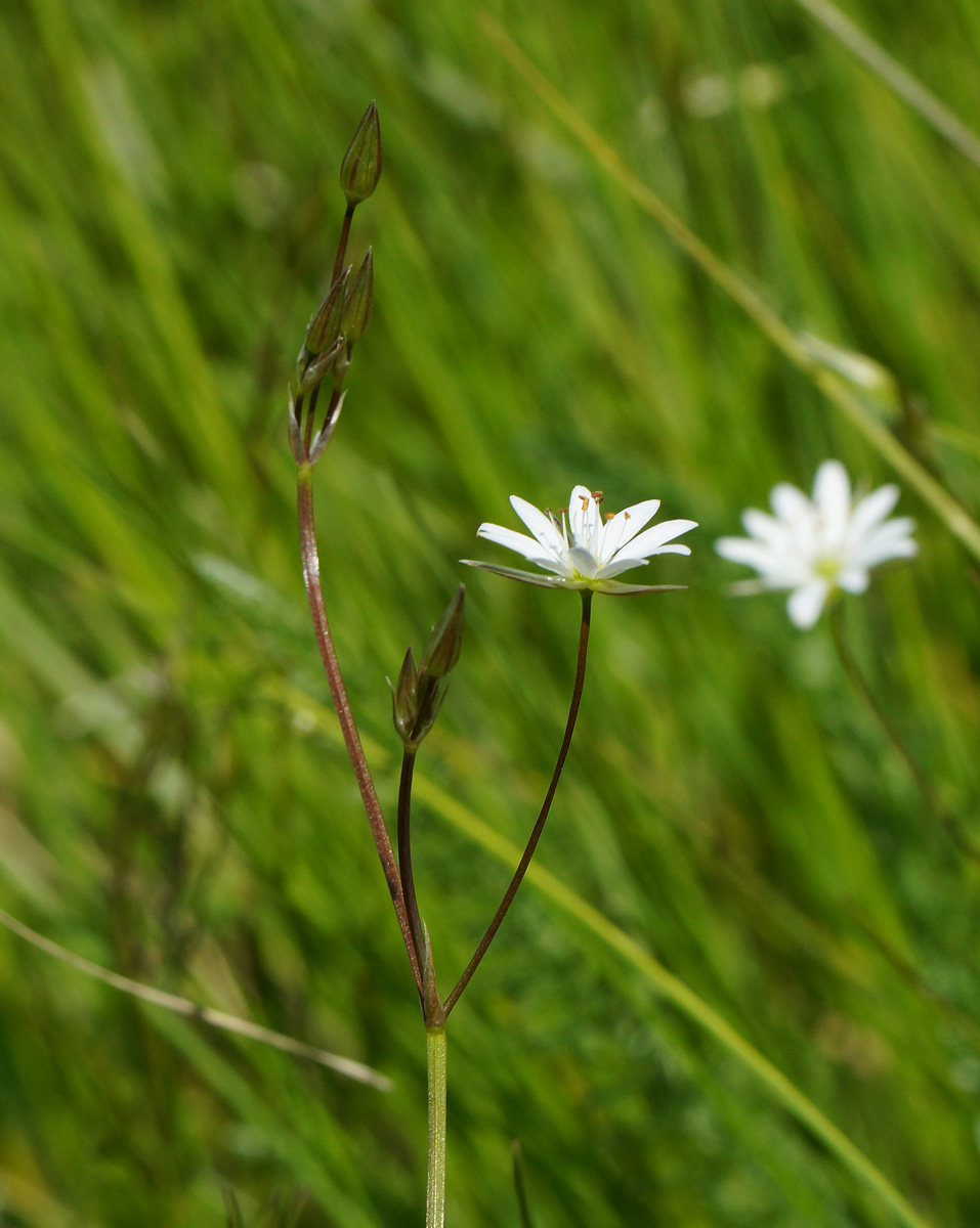 Изображение особи Stellaria graminea.