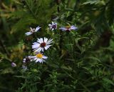 Symphyotrichum novi-belgii