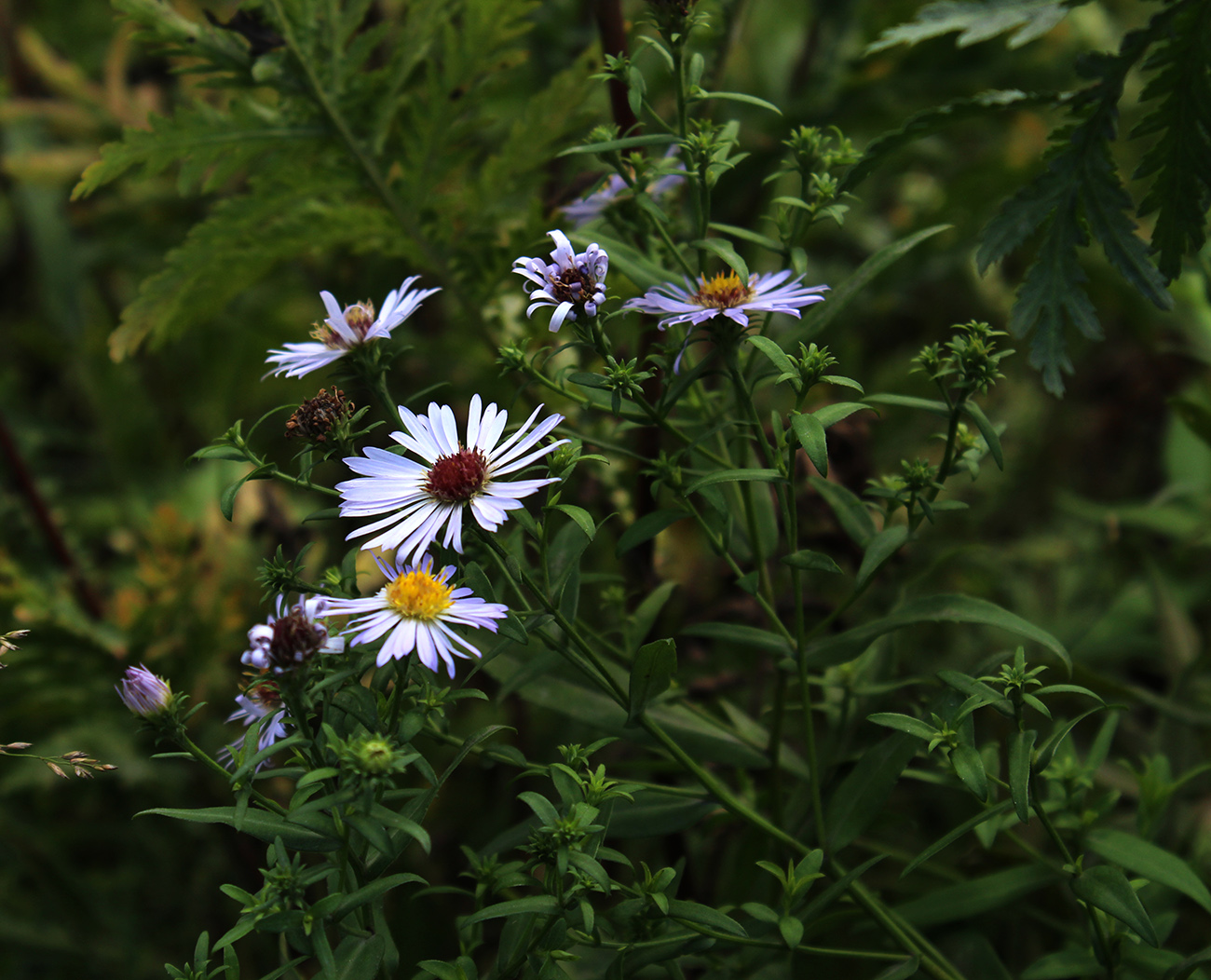 Image of Symphyotrichum novi-belgii specimen.