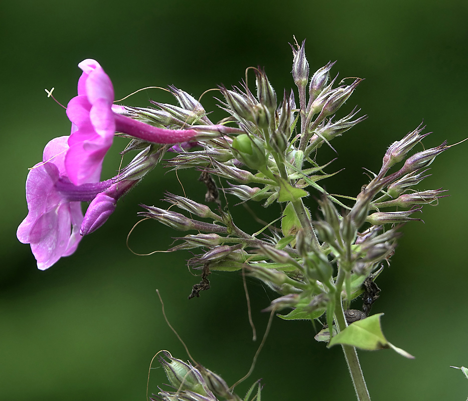 Image of Phlox paniculata specimen.