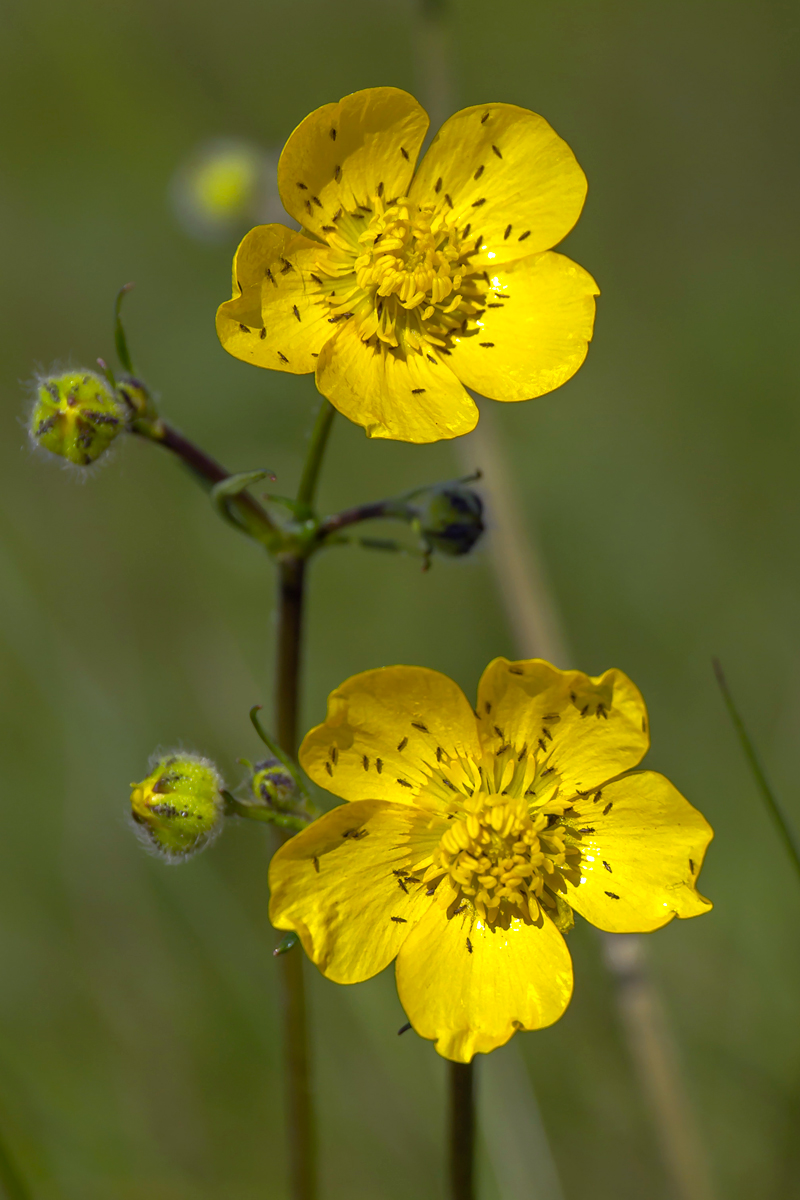 Изображение особи Ranunculus polyanthemos.