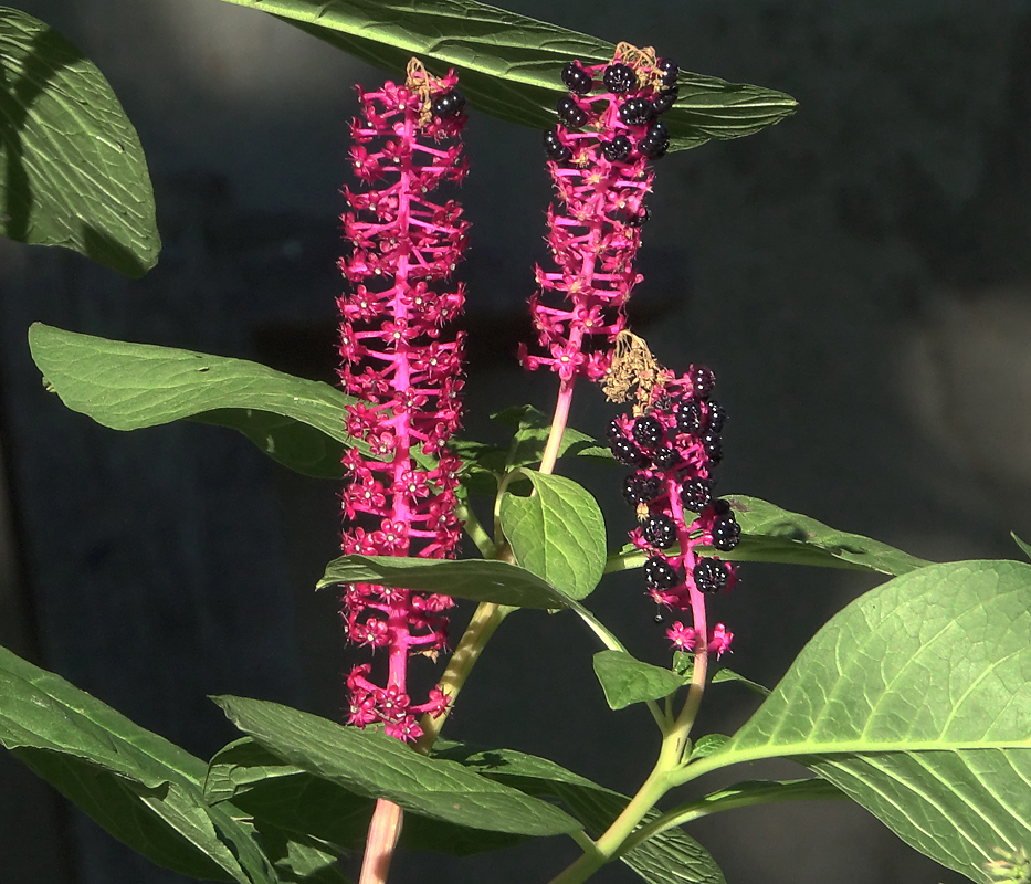 Изображение особи Phytolacca acinosa.