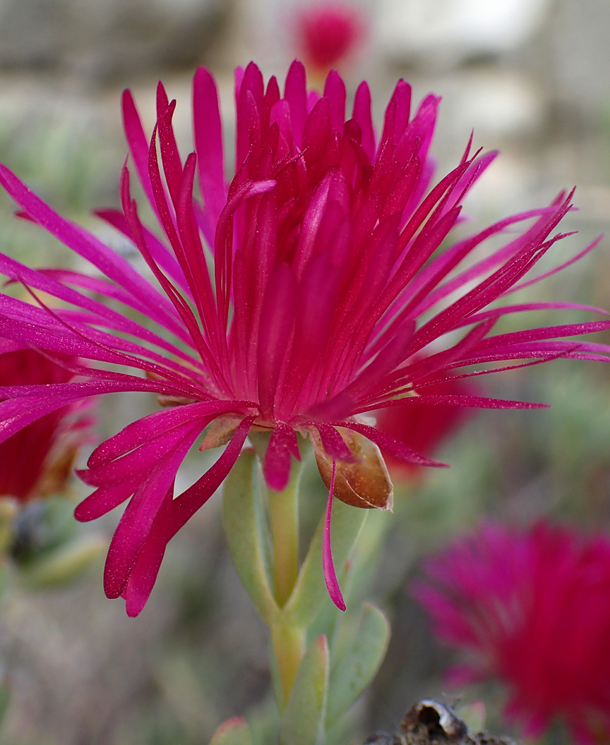 Image of Lampranthus falcatus specimen.