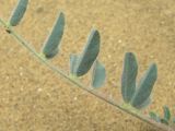 Astragalus longipetalus. Часть листа (вид снизу). Дагестан, Кумторкалинский р-н, бархан Сарыкум. 06.05.2018.