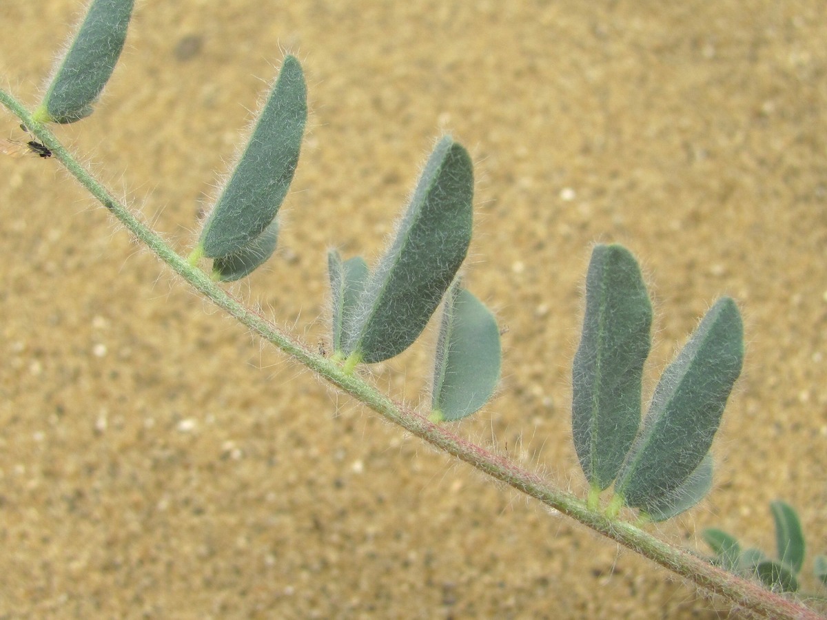 Image of Astragalus longipetalus specimen.