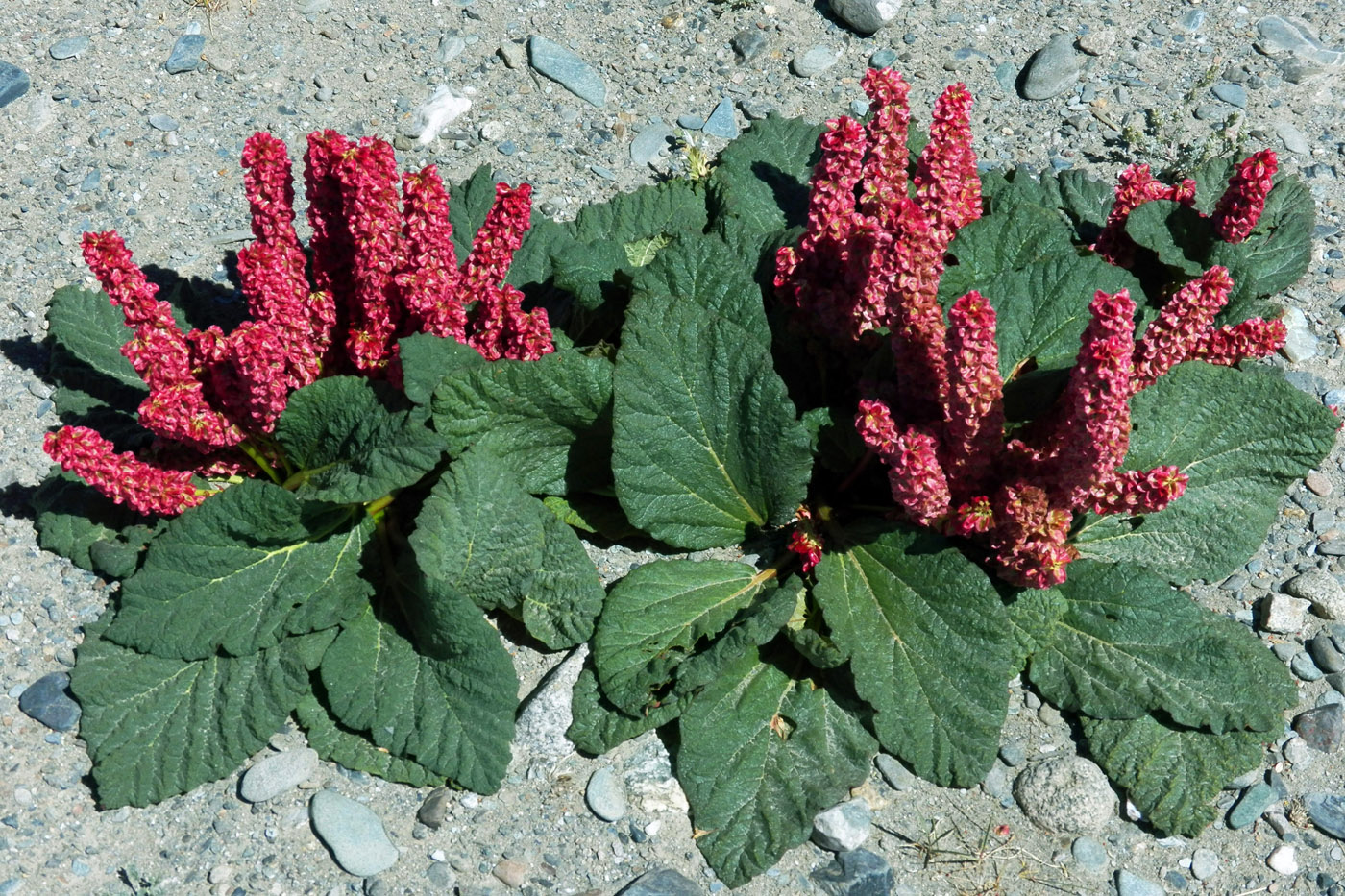 Image of Rheum spiciforme specimen.