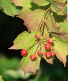 Viburnum opulus