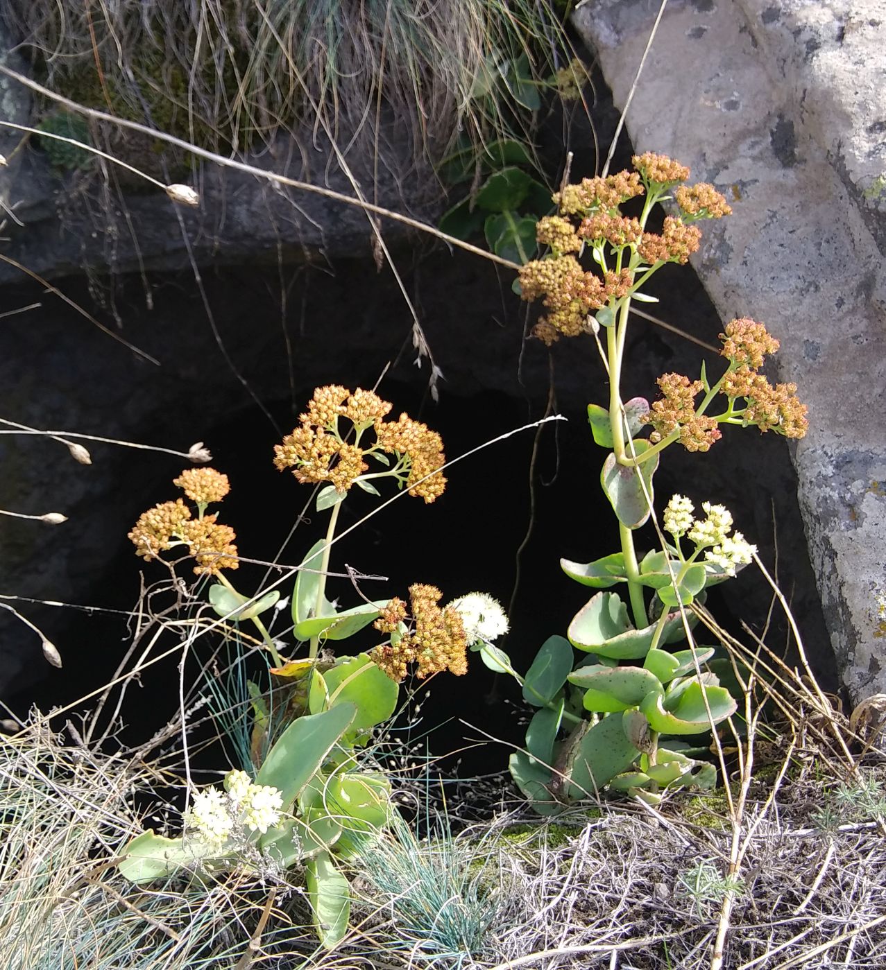 Изображение особи Hylotelephium caucasicum.