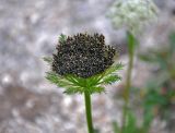 Schulzia crinita. Соплодие. Красноярский край, Ермаковский р-н, природный парк \"Ергаки\", гора Птица, ≈ 2000 м н.у.м., каменистый склон. 16.07.2018.