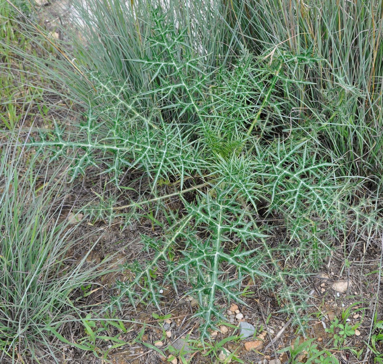 Изображение особи Echinops spinosissimus.