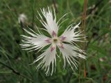 Dianthus pseudoserotinus. Цветок. Украина, Тернопольская обл., Кременецкий р-н, национальный парк \"Кременецкие горы\", луговое сообщество на выходах известняков. 26 июня 2010 г.