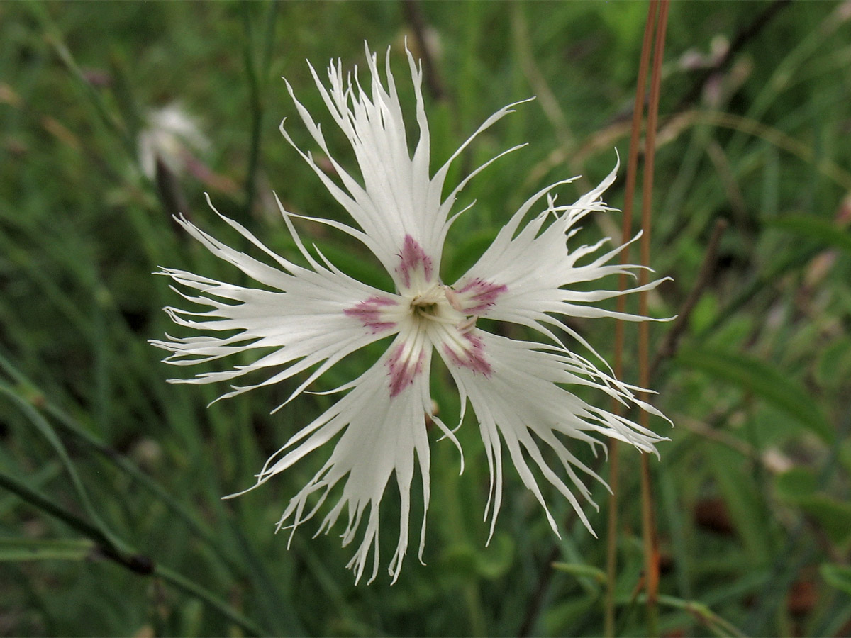 Изображение особи Dianthus pseudoserotinus.