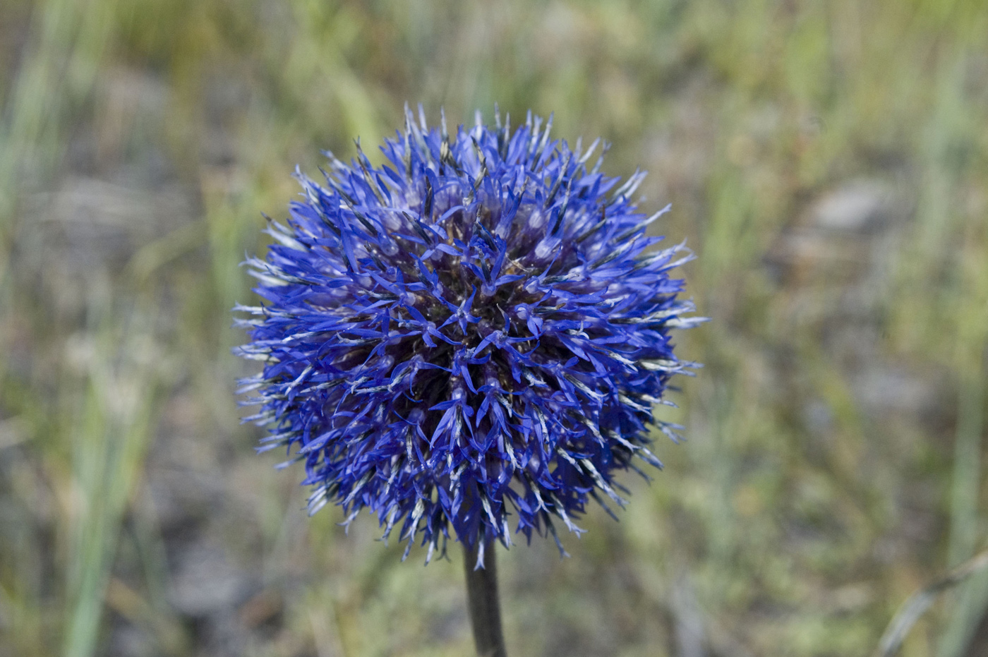 Image of Echinops davuricus specimen.