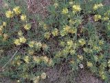 Astragalus aureus