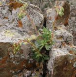 Rosularia sempervivum