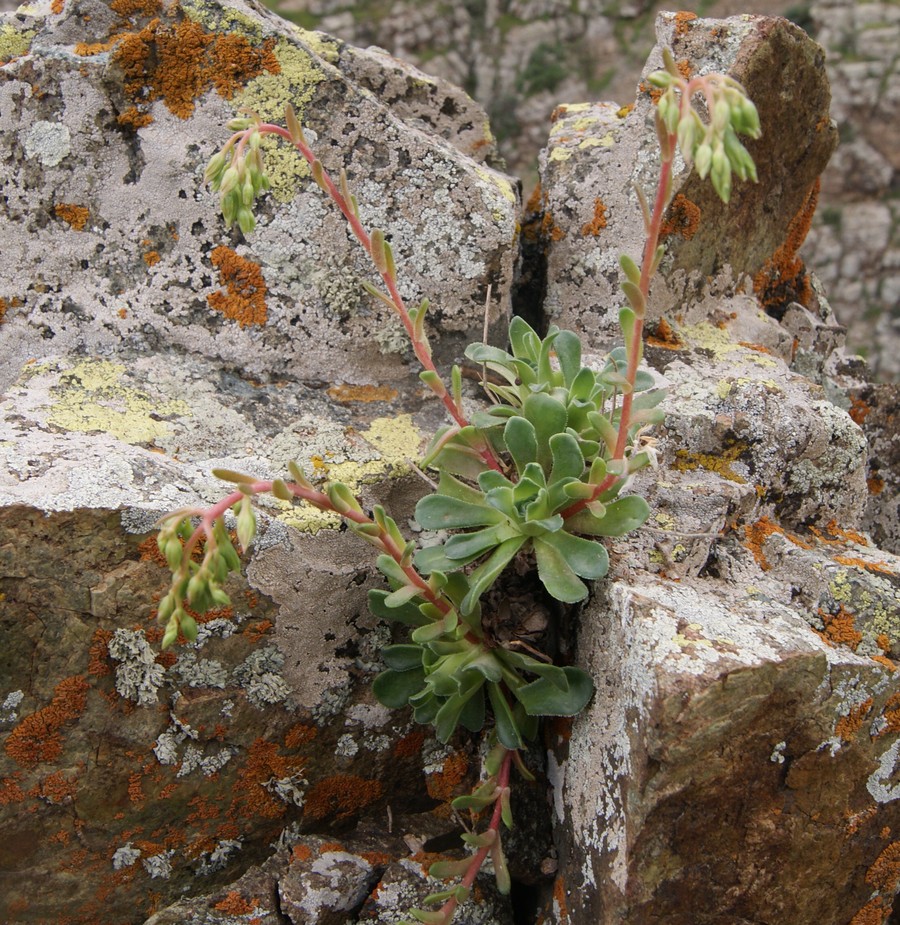 Изображение особи Rosularia sempervivum.