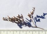 Limonium coriarium