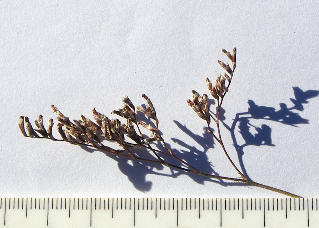 Image of Limonium coriarium specimen.