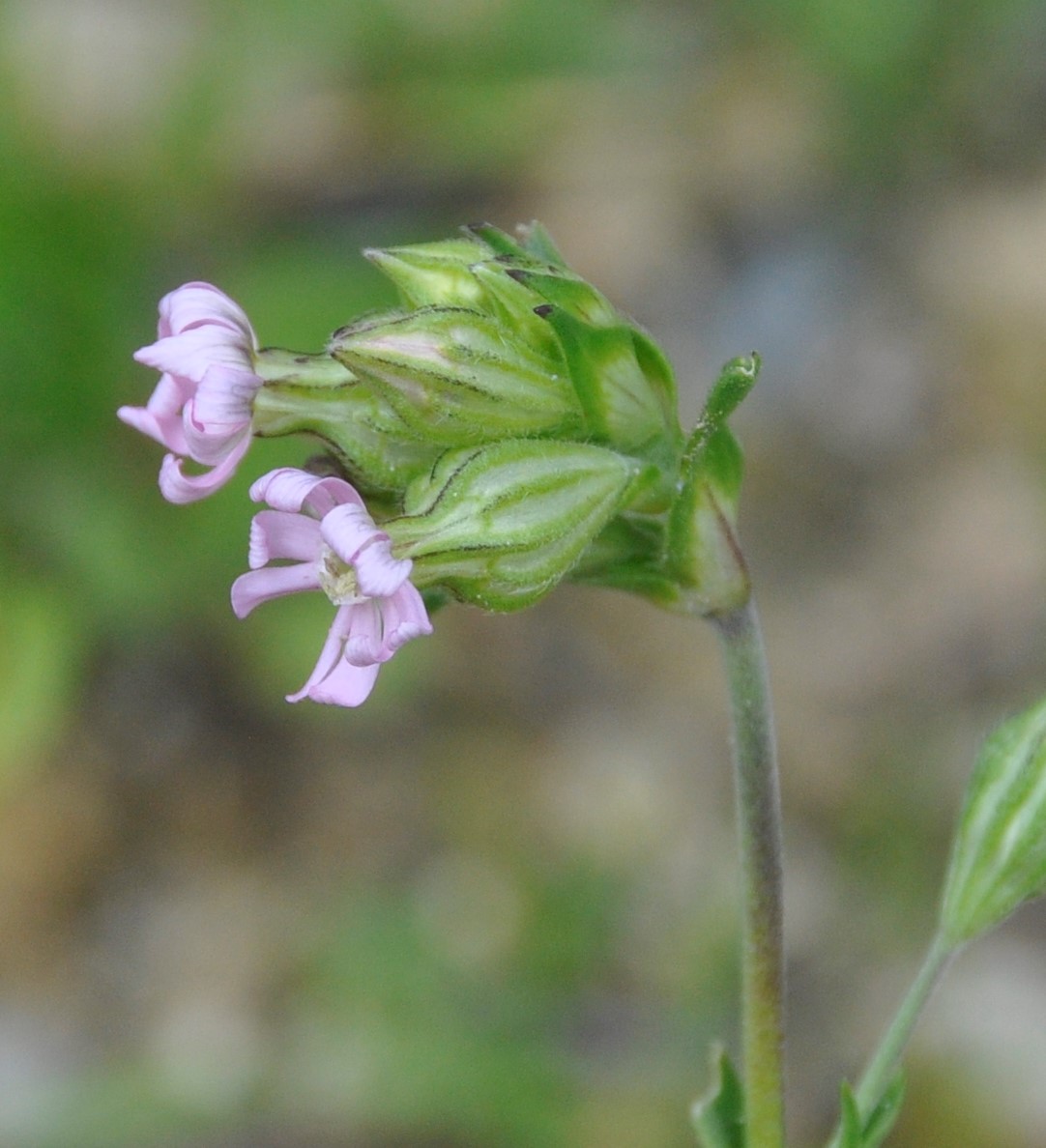 Image of Silene apetala specimen.